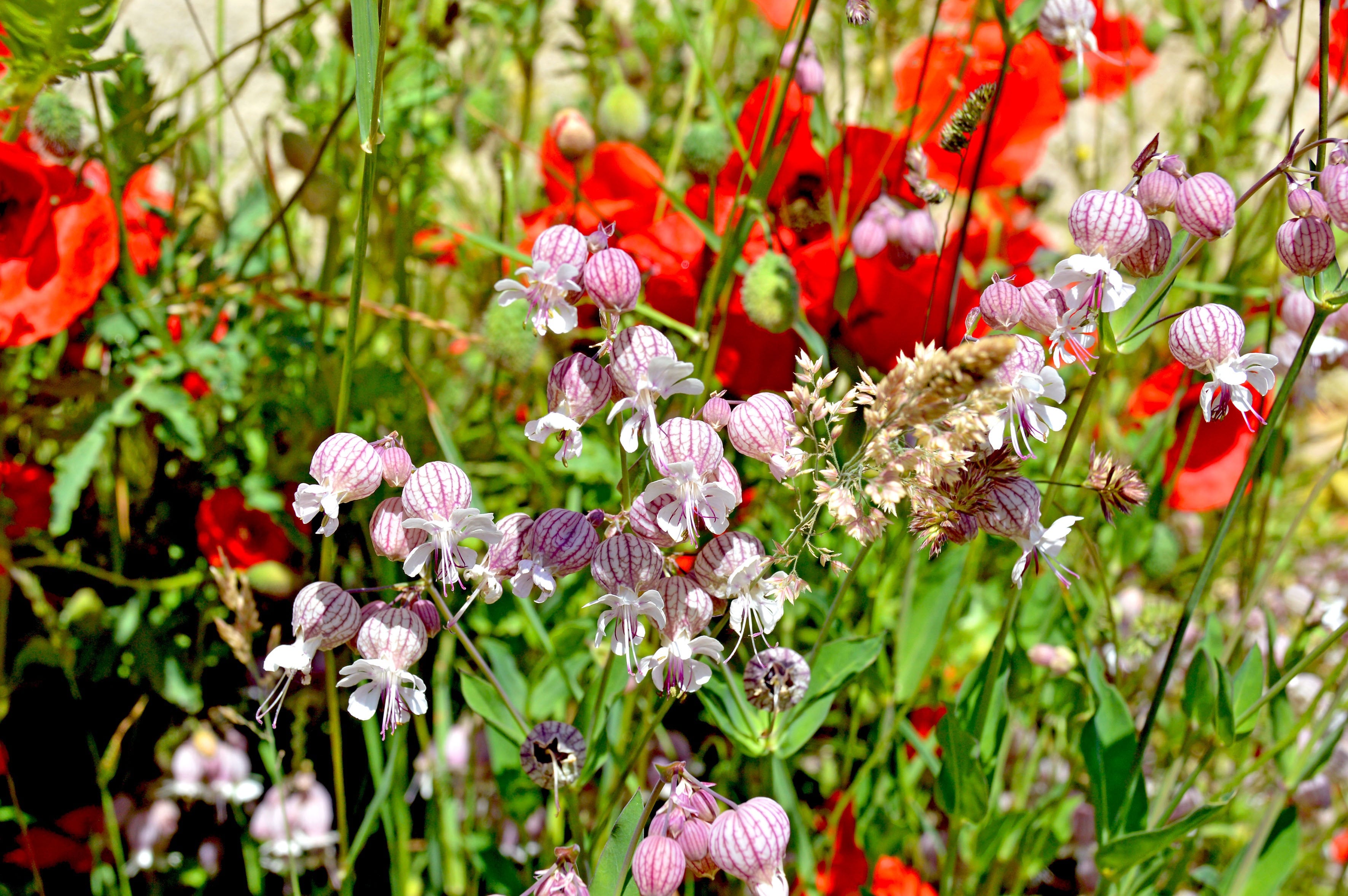 Blumen- und Kräutersegnung